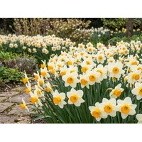Narcissus Sempre Avanti bloembollen | 5 stuks | roomwit met oranje kroon | voor tuin, pot en border