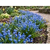 Scilla siberica bloembollen | 10 stuks | blauwe sterhyacint