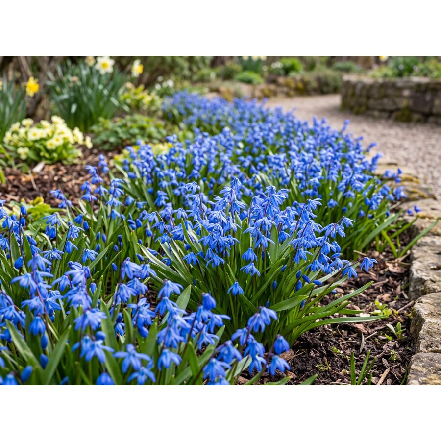 Scilla siberica bloembollen | 10 stuks | blauwe sterhyacint voor tuin, border, gazon en pot