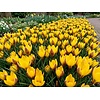 Crocus Fuscotinctus bloembollen | 15 stuks
