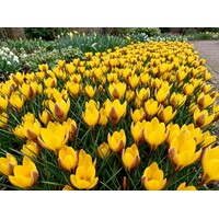 Crocus Fuscotinctus bloembollen | 15 stuks | Vroege geel gestreepte krokus voor tuin, balkon en terras