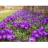 Crocus Whitewell Purple | bloembollen | 15 stuks