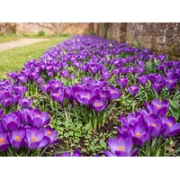 Crocus Whitewell Purple bloembollen | 15 stuks | Paarse botanische krokus voor tuin, balkon en terras