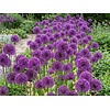 Allium Purple Rain | 3 bloembollen | Paarse sierui