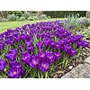 Crocus Ruby Giant bloembollen | 15 stuks | paarse voorjaarsbloeier