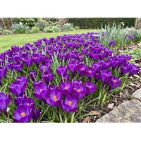 Crocus tommasinianus Ruby Giant bloembollen | 15 stuks | paarse botanische krokus voor tuin, border en gazon