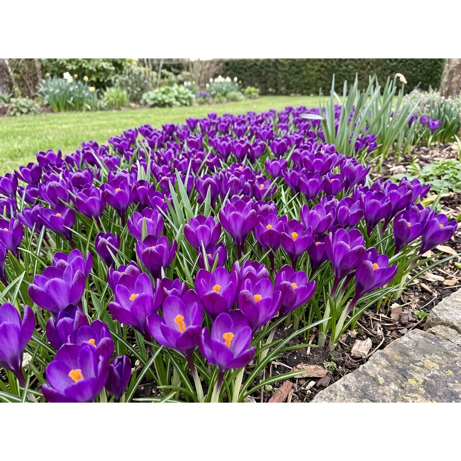 Crocus tommasinianus Ruby Giant bloembollen | 15 stuks | paarse botanische krokus voor tuin, border en gazon