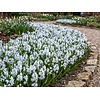 Puschkinia libanotica bloembollen | 15 stuks | sterhyacint