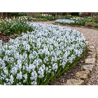 Puschkinia libanotica bloembollen | 15 stuks | Voorjaarsbloeiende sterhyacint voor tuin, balkon en terras