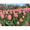 Tulipa Salmon van Eijk | bloembollen | 7 stuks | ca. 55 cm