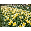 Tulipa Tarda bloembollen | 10 stuks | botanische tulp