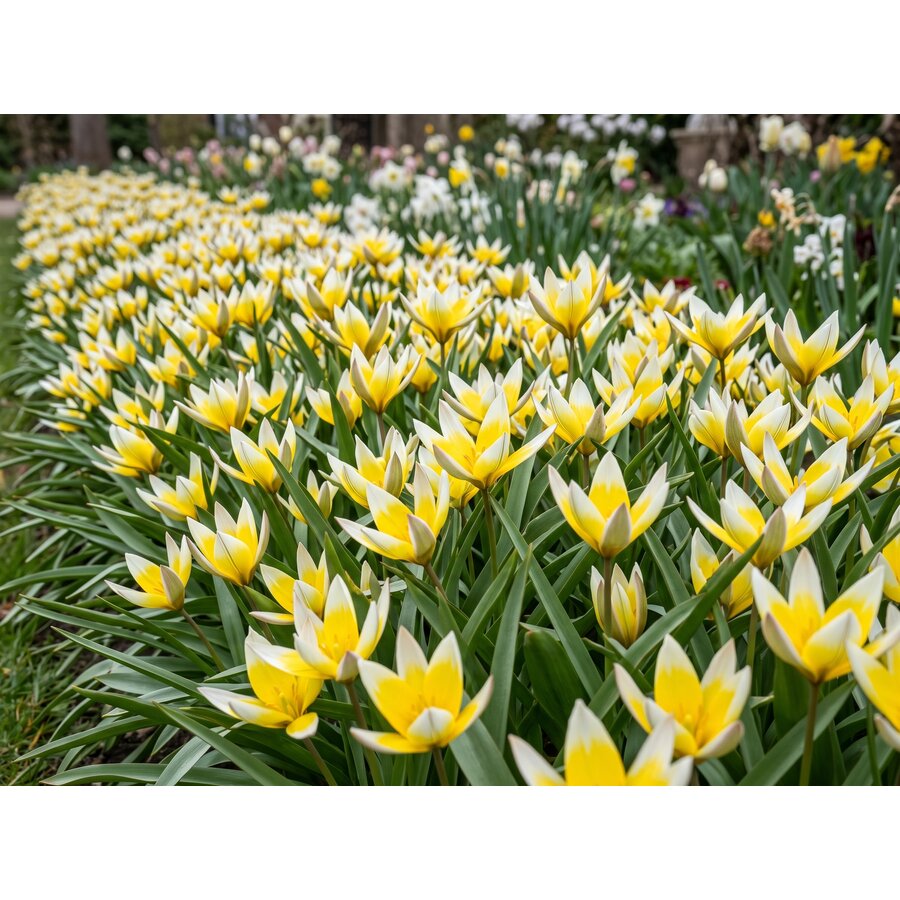 Tulipa Tarda bloembollen | set van 10 stuks | wit gele botanische tulp voor tuin, border en pot