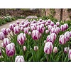 Tulipa Flaming Flag bloembollen | 7 stuks | paars wit gevlamde tulp