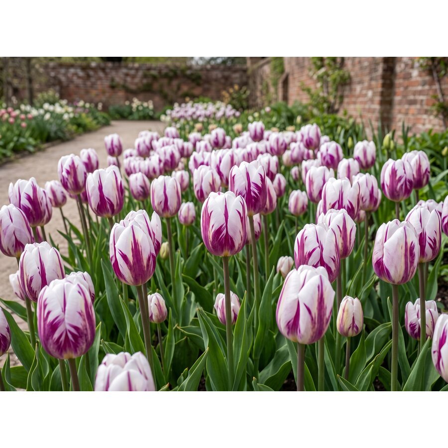 Tulipa Flaming Flag bloembollen | 7 stuks | Triumph tulp met paars witte gevlamde bloemen