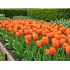 Tulipa Orange Van Eijk bloembollen | 7 stuks