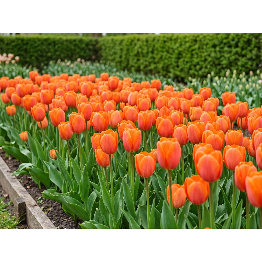Tulipa Orange Van Eijk bloembollen | Oranje Darwin tulp | 7 stuks per verpakking | Voor tuin, balkon en terras