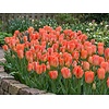 Tulipa Apricot Emperor bloembollen | 7 stuks