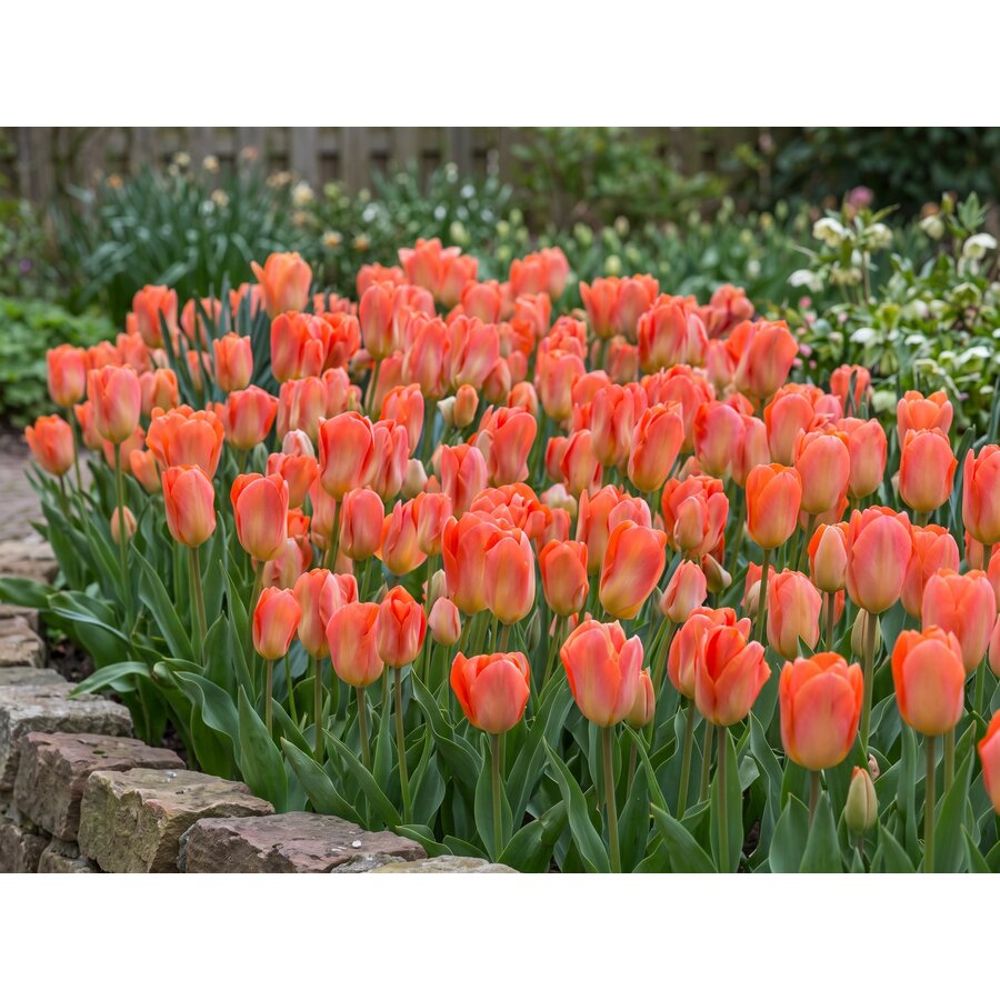 Tulipa Apricot Emperor bloembollen | 7 stuks | abrikooskleurige keizerstulp voor tuin, pot en balkon
