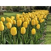 Tulipa Golden Apeldoorn bloembollen | 7 stuks | gele Darwin tulp