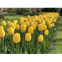 Tulipa Golden Apeldoorn bloembollen | 7 stuks | Goudgele Darwin hybride tulp voor tuin, border en pot