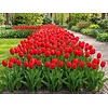 Tulipa Royal van Eijk | 7 bloembollen | rode tulp