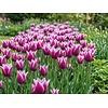 Tulipa Claudia bloembollen | 7 stuks | bolmaat 11/12