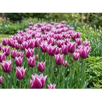 Tulipa Claudia bloembollen | 7 stuks | bolmaat 11/12 | leliebloemige paarse tulp met witte rand
