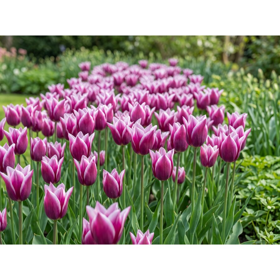 Tulipa Claudia bloembollen | 7 stuks | bolmaat 11/12 | leliebloemige paarse tulp met witte rand