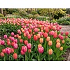 Tulipa Van Eijk Mix bloembollen | 7 stuks