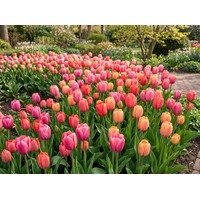 Tulipa Van Eijk Mix bloembollen | 7 stuks | Kleurrijke Darwin tulp voor tuin, balkon en terras