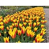 Tulipa Giuseppe Verdi bloembollen | 7 stuks