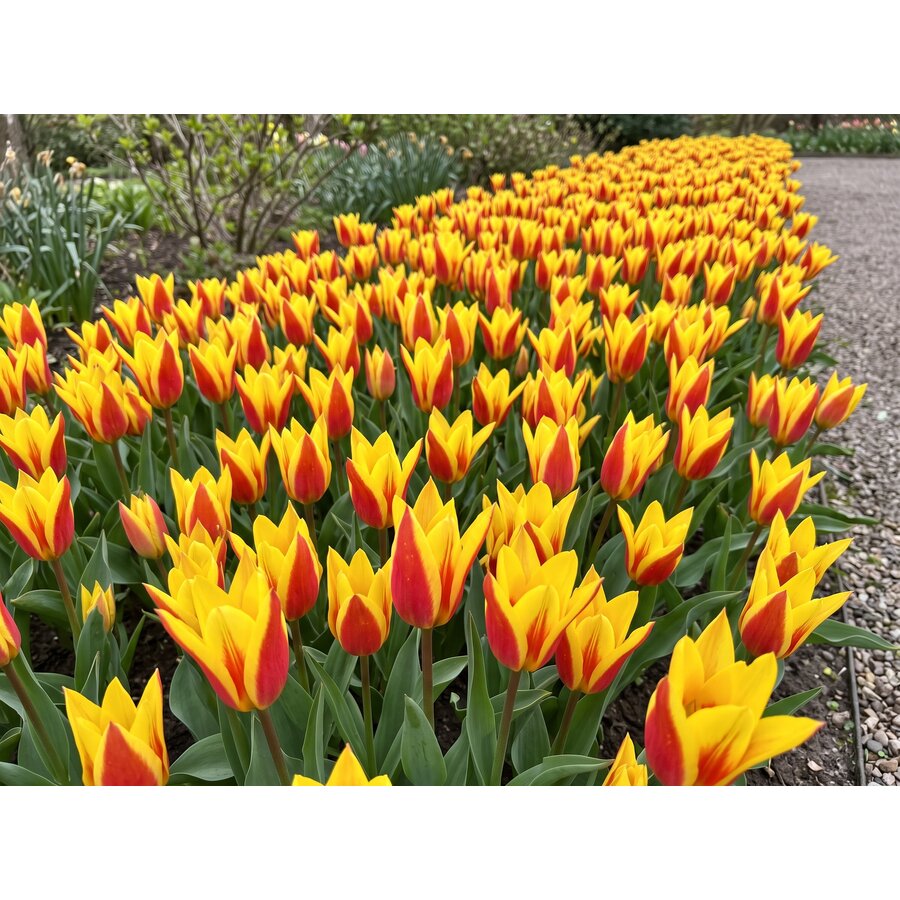 Tulipa Giuseppe Verdi bloembollen | 7 stuks | Rood gele botanische tulp voor tuin, balkon en terras