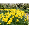 Narcissus Dellan bloembollen | 5 stuks | voorjaarsbloeiende narcis