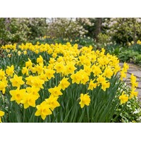Narcissus Dellan bloembollen | 5 stuks | Gele geurende narcis voor tuin, border en pot