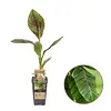 Musa Ever Red | winterharde banaan | 50 cm hoog | 1,8 liter pot
