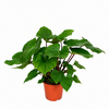Homalomena rubescens 'Maggy' | 14 cm pot | 45 cm hoog