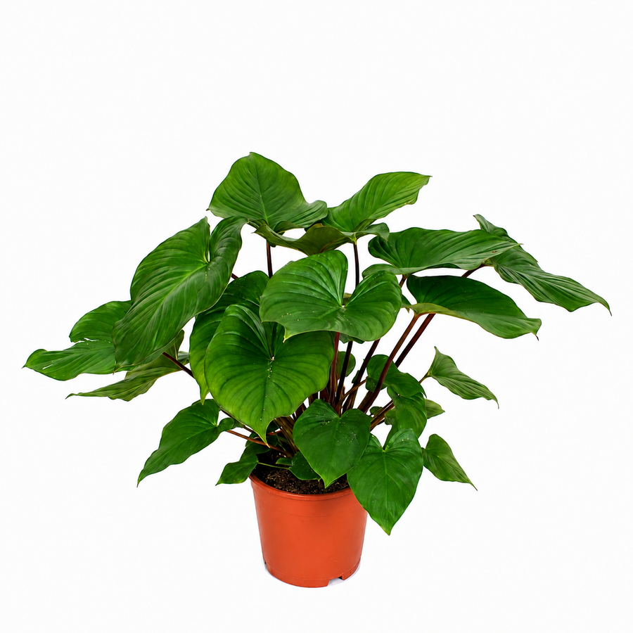Homalomena rubescens 'Maggy' | Tropische terrarium en kamerplant | 14 cm pot | 45 cm hoog