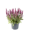 Salvia nemorosa roze | 15 tot 25 cm hoog | 12 cm pot