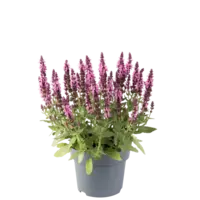 Salvia nemorosa roze | Bossalie | 15 tot 25 cm hoog | In 12 cm pot | Winterharde vaste tuinplant