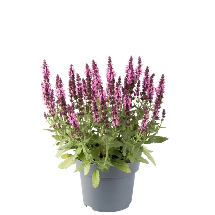 Salvia nemorosa roze | Bossalie | 15 tot 25 cm hoog | In 12 cm pot | Winterharde vaste tuinplant