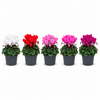 Cyclamen persicum Super Serie Verano mix | 10 cm pot | 25 cm hoog | per stuk
