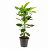 Ficus microcarpa 'Fuji' | 17 cm pot | 90 cm hoog
