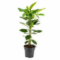 Ficus microcarpa 'Fuji' kamerplant | 17 cm pot | ca. 90 cm hoog