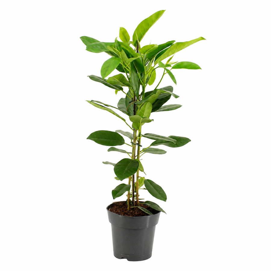 Ficus microcarpa 'Fuji' kamerplant | 17 cm pot | ca. 90 cm hoog