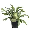 Platycerium bifurcatum | 12 cm pot | 45 cm hoog