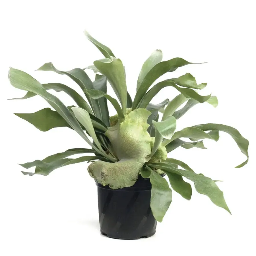 Platycerium bifurcatum hertshoornvaren | 12 cm pot | 45 cm hoog