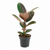 Ficus elastica Pink Camouflage | 14 cm pot | 48 cm hoog