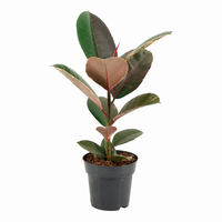Ficus elastica 'Pink Camouflage' | roze bonte rubberplant | 14 cm pot | 48 cm hoog