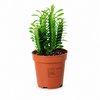 Euphorbia trigona | 12 cm pot | 35 cm hoog