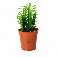 Euphorbia trigona Afrikaanse melkboom | 12 cm pot | 35 cm hoog